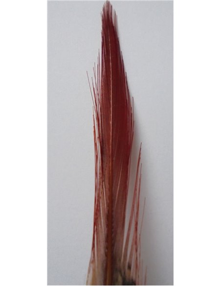 Golden pheasant -  tail - red feathers