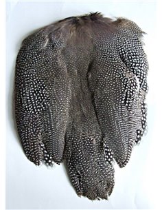 Guinea fowl scalp, GFS